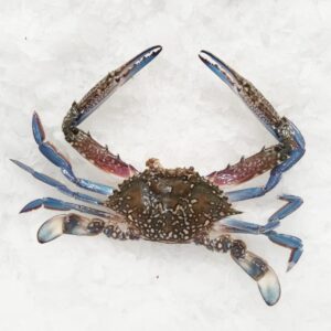 Blue Crab