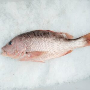 Red snapper
