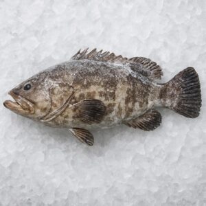 Grouper (Dama)